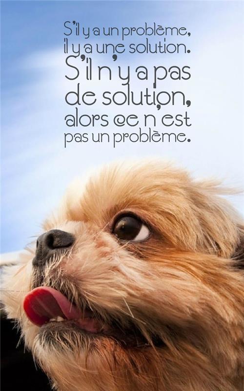 hayat alıntı, ilham verici ifade ile iphone duvar kağıdı, komik kahverengi gözlü köpek fotoğrafı