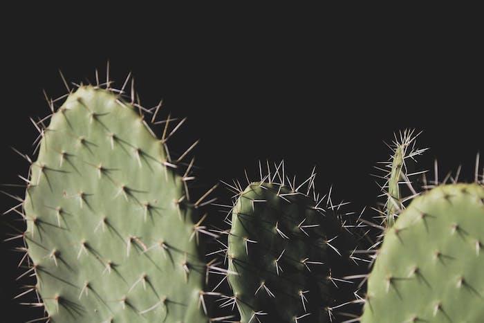 Effetti fotoğraf stili tumblr, fotoğraf di piante çimen