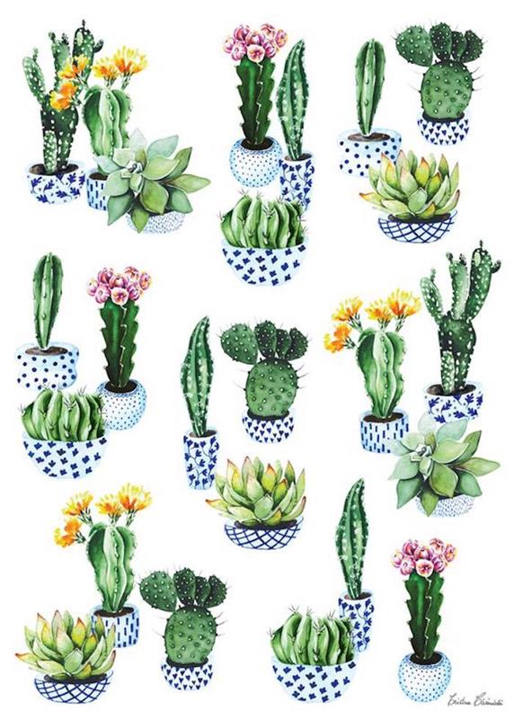lonci s kaktusi, različne sukulente, sledljive slike, pisani lonci, belo ozadje