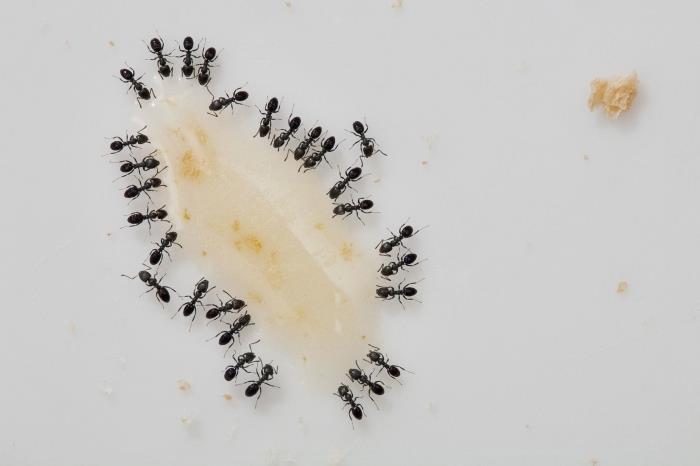 domača past za mravlje meša sladkor v prahu in sodo bikarbono za odpravo žuželk