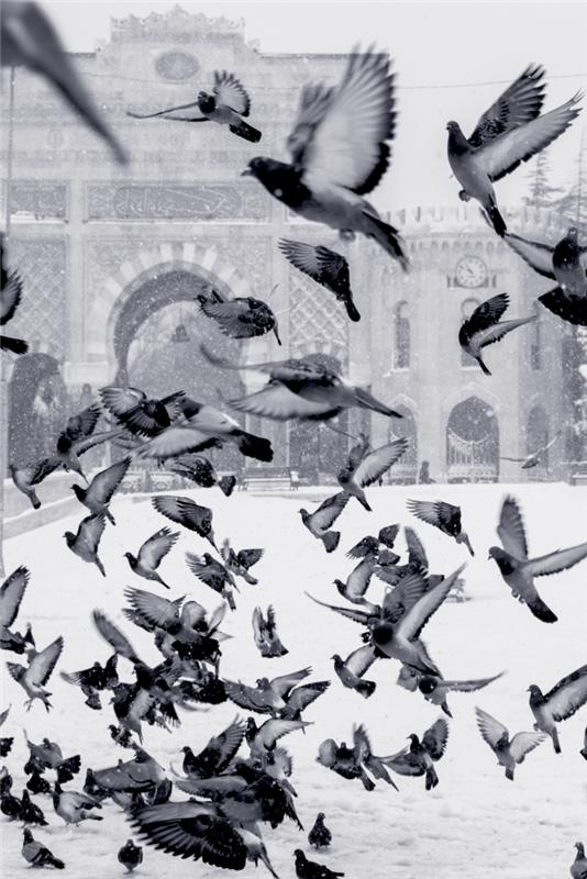 golobi v snegu odletijo, črno -bela fotografija mesta pod snegom, črno -bela ulična fotografija