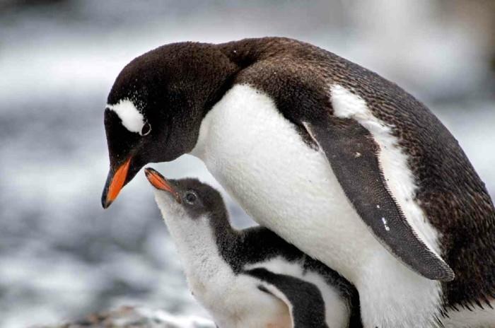 pingvinas-skraidantis-gentoo-pingvinas-idee-vaizdas