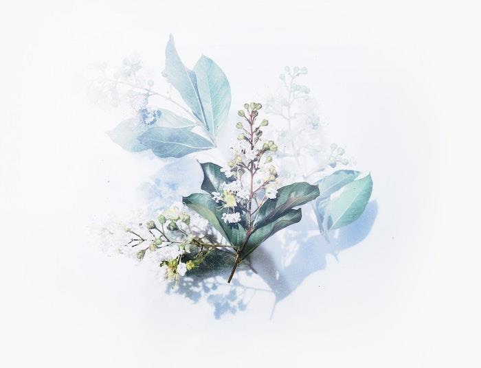 Disegno ad acquarelli di un fiore, sfondo immagine bianca, fotografia per wallpaper