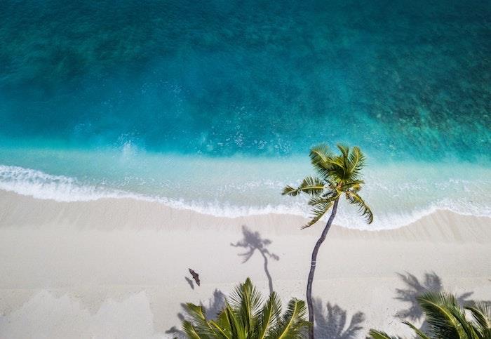 Cennet sahilinde palmiye ağacı, beyaz kum ve akuamarin suyu, manzara duvar kağıdı, dünyanın en güzel görüntüleri