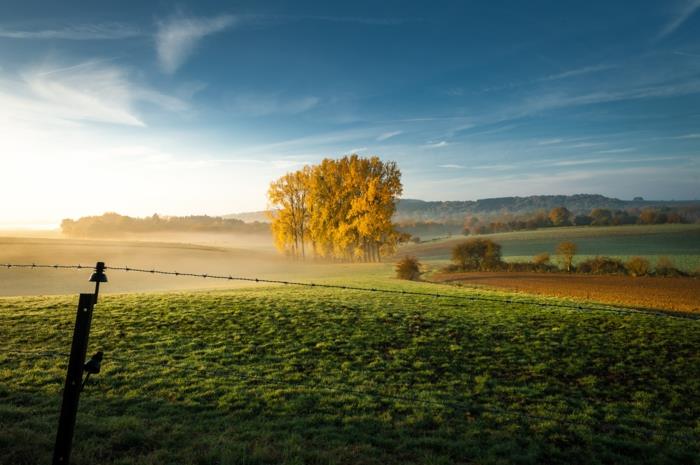 lepa pokrajina za ozadje, zelena trava, osamljeno drevo, nebeški pogled