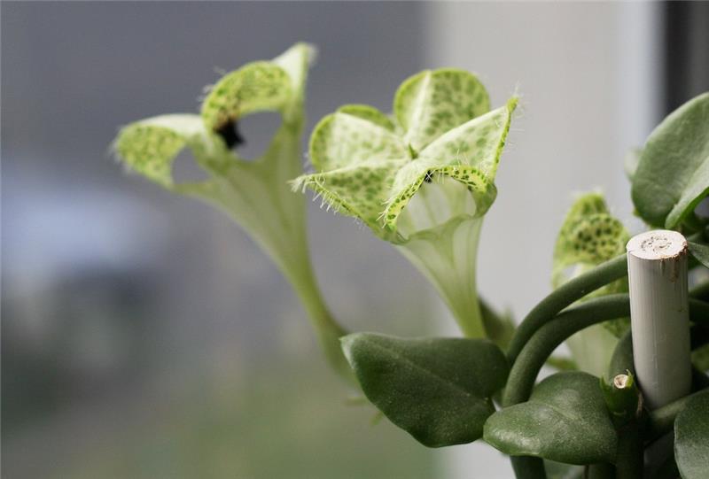 sočno-cvetoča-rastlina-sukulenti-ceropegija