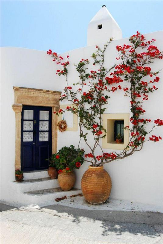 creeper-in-pot-pretty-white-Greek-style-house-house-front-door-house