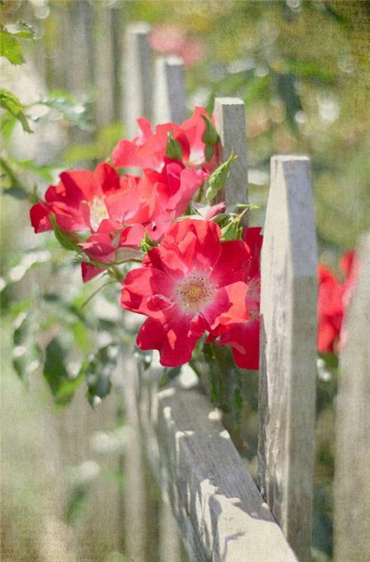 plezalna rastlina-zimzelene vrtnice-ograja-v-svetlem-lesu-rdeče-rože-plezalna-rastlina-senca