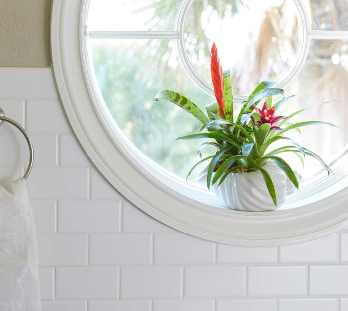 atspalvio kambarinis augalas, žalias vonios kambarys, egzotiškos rūšys su gėlėmis ir raudonu lapu, klasikinis mažas apvalus langas, baltos plytos plytelės