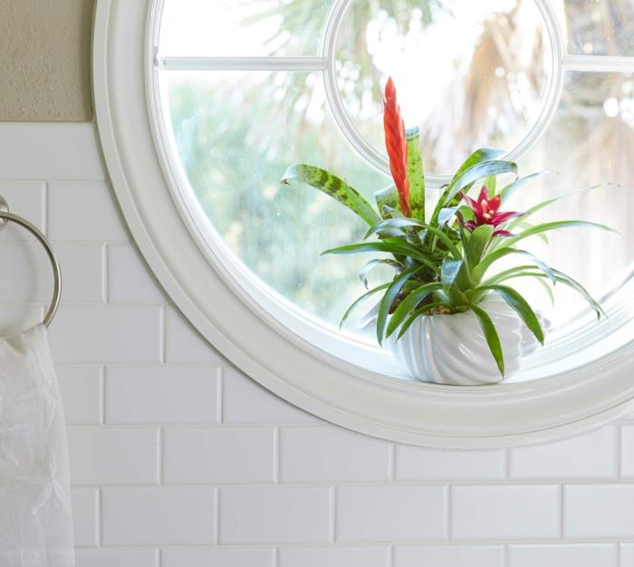 gölge houseplant, yeşil banyo, çiçek ve kırmızı yapraklı egzotik türler, klasik küçük yuvarlak pencere, beyaz tuğla karolar