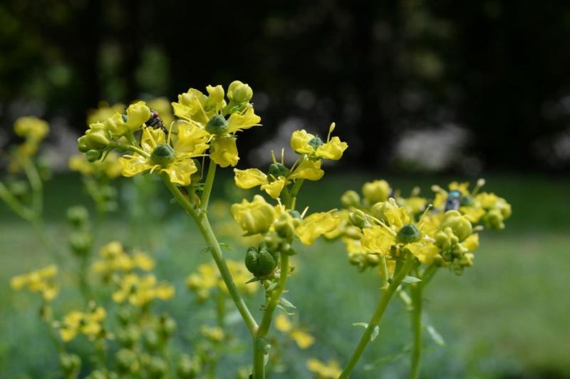 repelentas augalų katė rue officinale sode