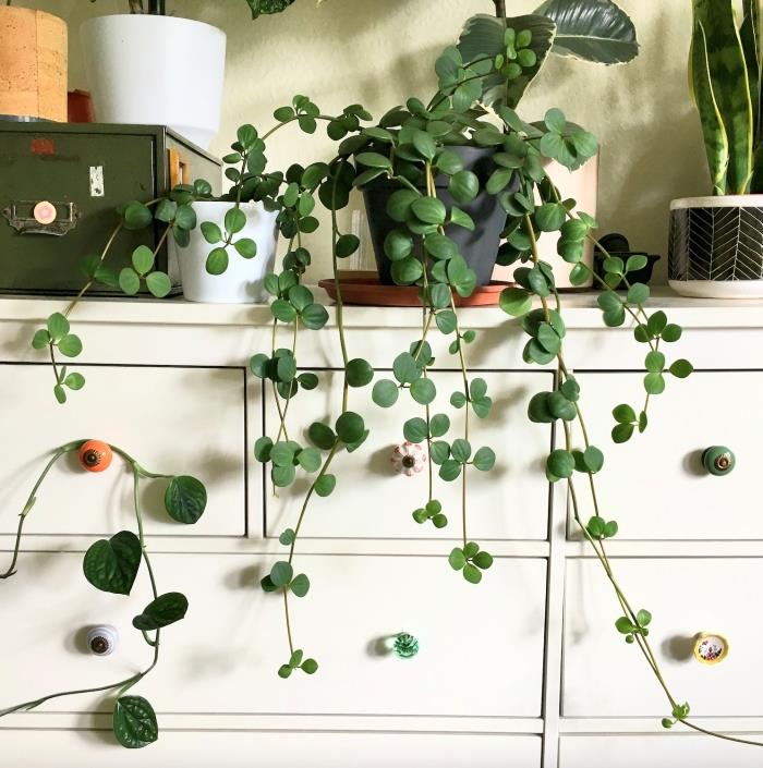 viseča rastlina peperomia upa dekoracija dnevna soba z zelenimi rastlinami beli cvetlični lonec