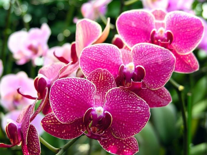 rožinė orchidėja vonios kambariui, drėgmę sugeriantis augalas, vonios kambarys, kambarinis augalas, zen ir atsipalaidavusi atmosfera