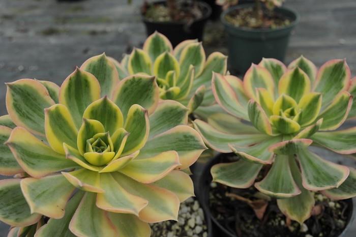 sočne-rastline-aeonium-sočne-sočne-rastline-na prostem