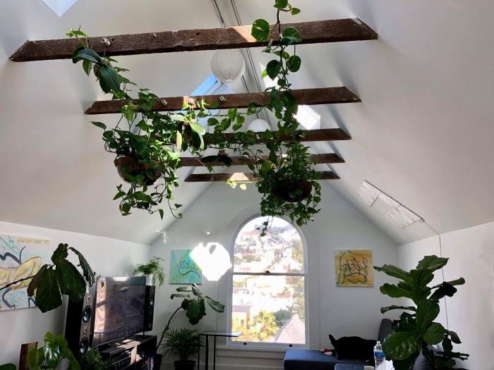 viseča rastlina izpostavljena greda stropno okno zelena rastlinska posoda luč svetel papir