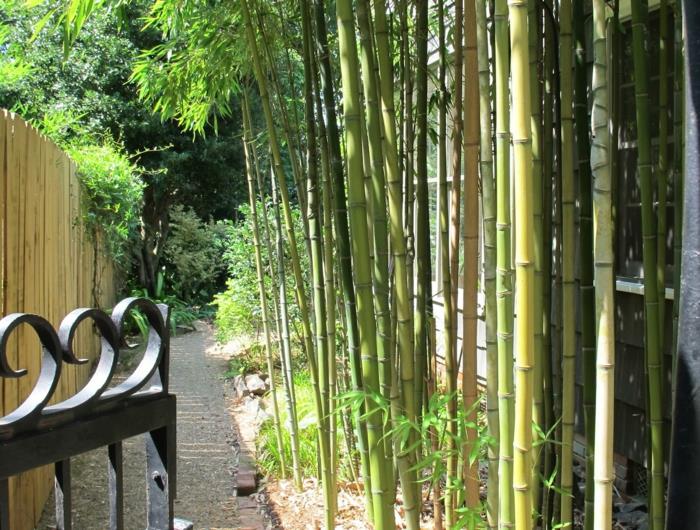 rastlina-bambus-kot-ograja-okoli-hiše