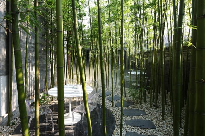 rastlina-bambus-kot-dekoracija-dvorišča