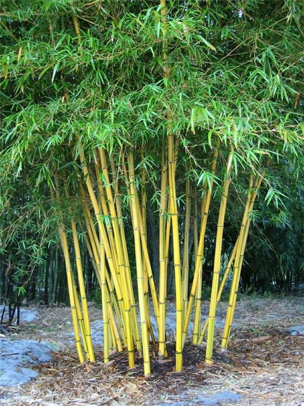 rastlina-bambus-na-vašem vrtu