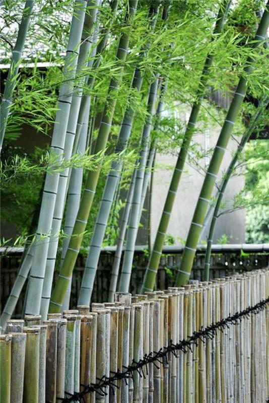 rastlina-bambus-velika-živa-bambus-stebla-blizu-bambusa-pregrada