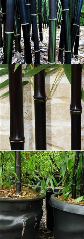 rastlinsko-črni-bambus-v-lončkih