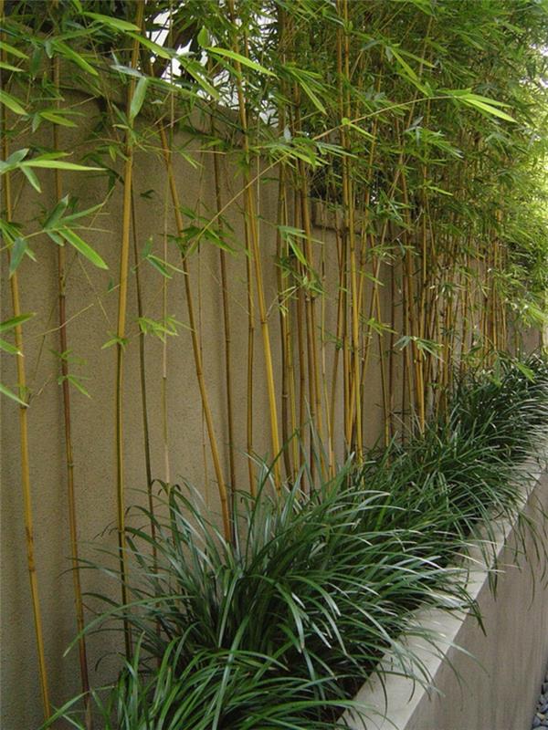 rastlina-bambus-rastlina-bambus-okoli-predelne stene
