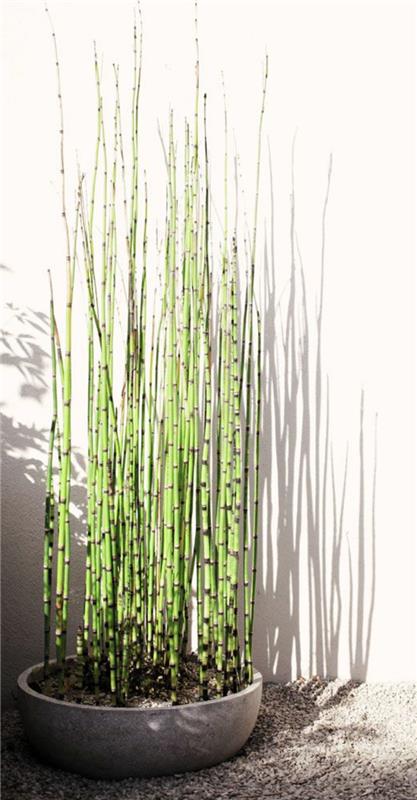 rastlina-bambus-rastlina-bambus-v-loncu
