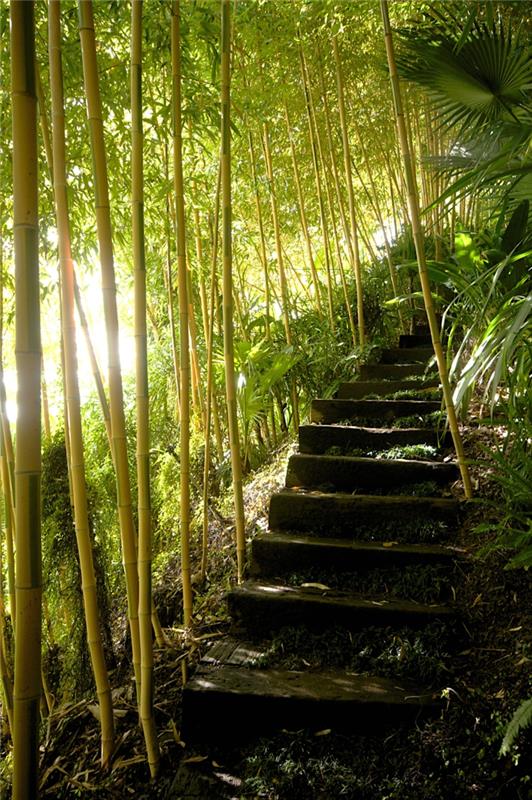 rastlinski bambus-blizu-stopnišča-veličastne-ideje
