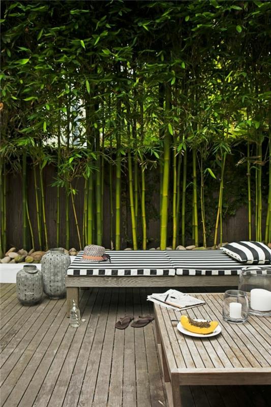 rastlina-bambus-terasa-v-lesu-zunanjost