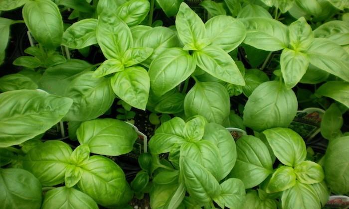bitki-fesleğen-ve-aromatik-kreş-bitki-online