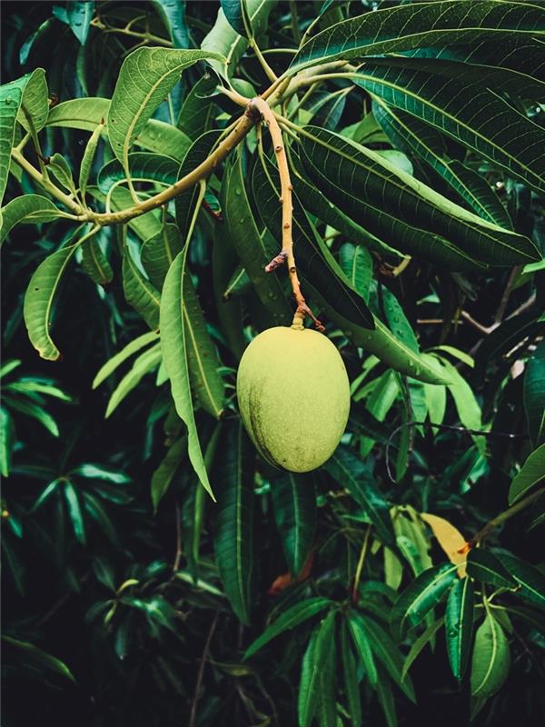 rastlina jedro mango drevo vrt gojenje hiša tropskega sadja