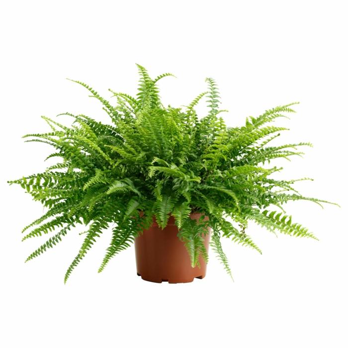 žalias paparčio augalas, rudas plastikinis puodas, šešėlis ir šlapias plotas, vonios kambarys, drėgmę sugeriantis augalas