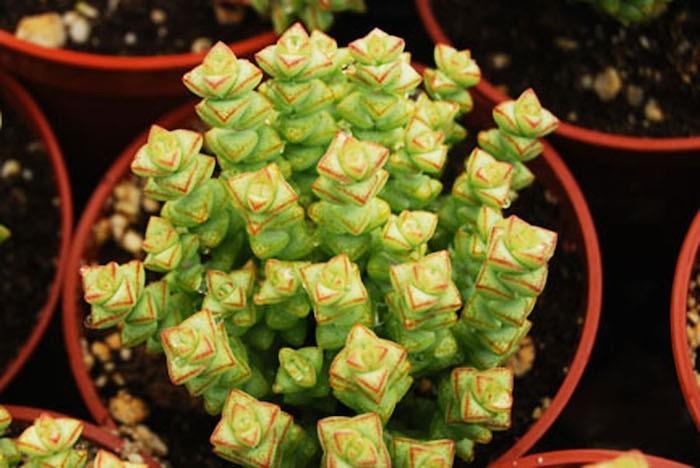 sukulenti-sobna-sočna-rastlina-crassula