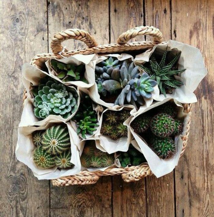 patalpų sukulentai-krepšelis-su-kaktusas