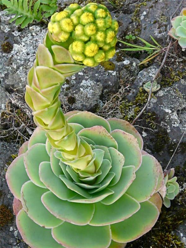 sukulenti-zunanja-sočna-rastlina-aeonium