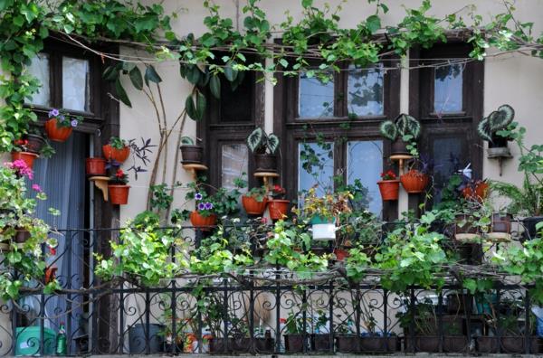 plezalne rastline-balkon-in-terasa-vrt-spremenjene velikosti