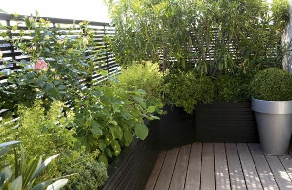 plezalne rastline-balkonske-zelenice-spremenjene velikosti