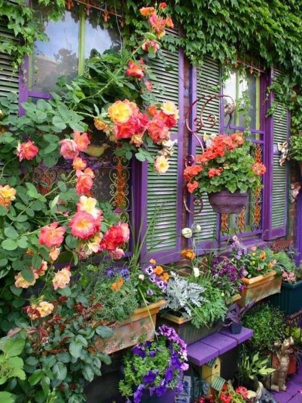 plezalne rastline-vijolično-okno-spremenjene velikosti