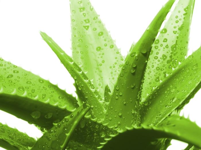tıbbi bitkiler çeşitli aloe vera bitki kullanımı sağlık kozmetik damla su