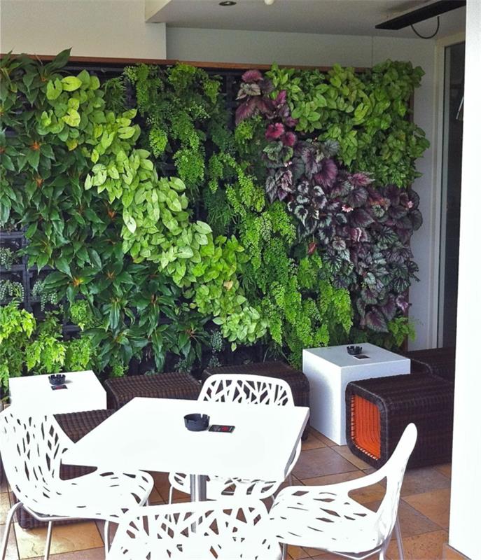 augalų pertvara, didelė raudonų ir žalių augalų plokštė, blizgantys lapai, sodo baldai su keturiomis ažūrinėmis baltomis plastikinėmis kėdėmis, kvadratinis baltas stalas