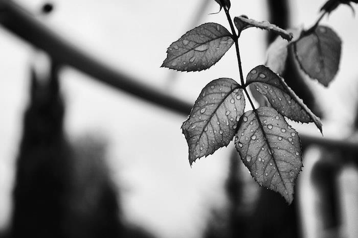 Drevo z listi, ki imajo dežne kaplje, ozadje, črno -bela fotografija za ozadje