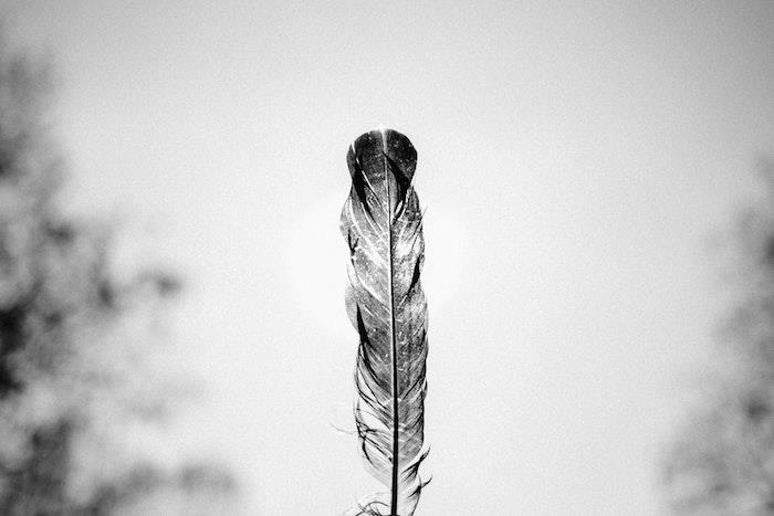 Ozadje iz perja tumblr, podoba črno -bele pokrajine