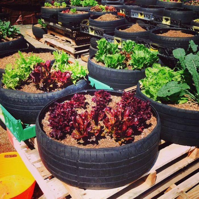 kako narediti lasten zelenjavni vrt iz recikliranih pnevmatik in brušene zemlje, kako posaditi solato
