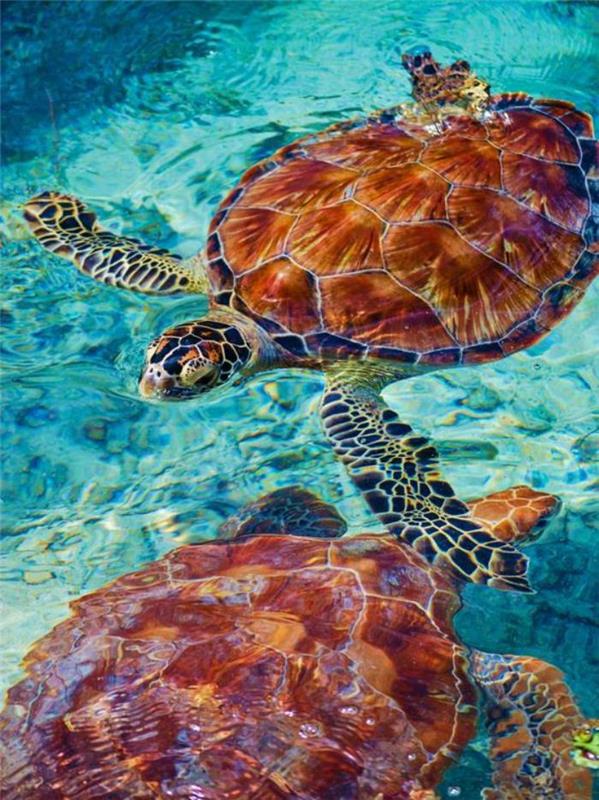 francoska-polinezija-trip-dve-morske želve