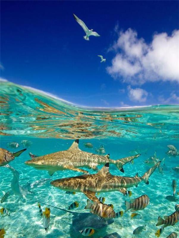 prancūzų polinezija-rykliai-kelionė-mėlyname vandenyje