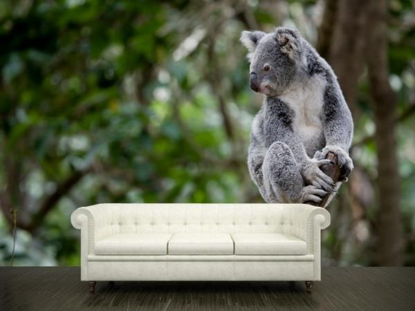 duvar-posteri-trompe-l'oeil-a-koala