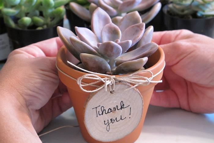 sukulentas terakotos puode, dekoruotame mediniu rąstu su žinute ačiū šeimininkei, dovana meilužei pagaminti