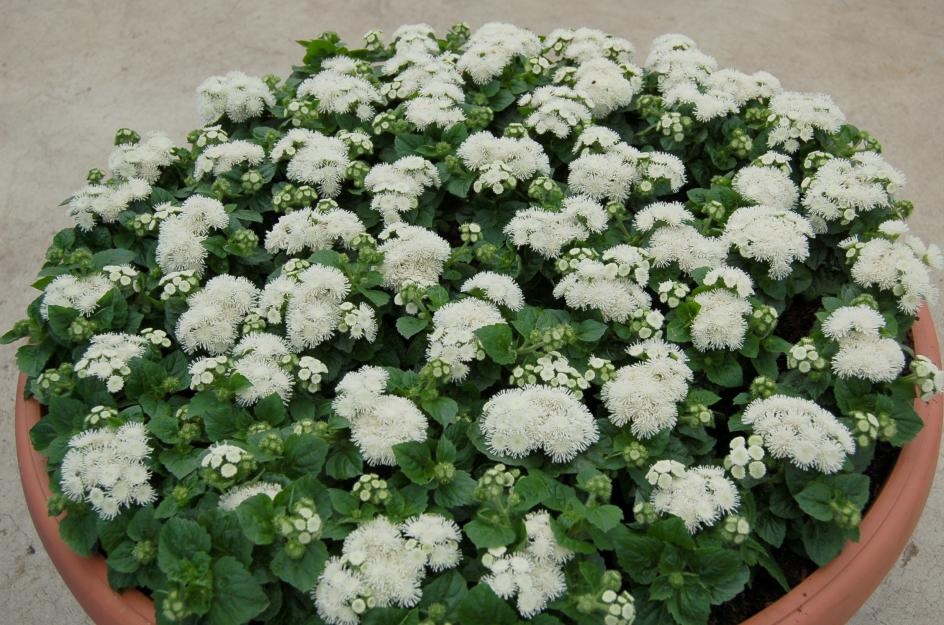 Beli grmičevje Ageratum