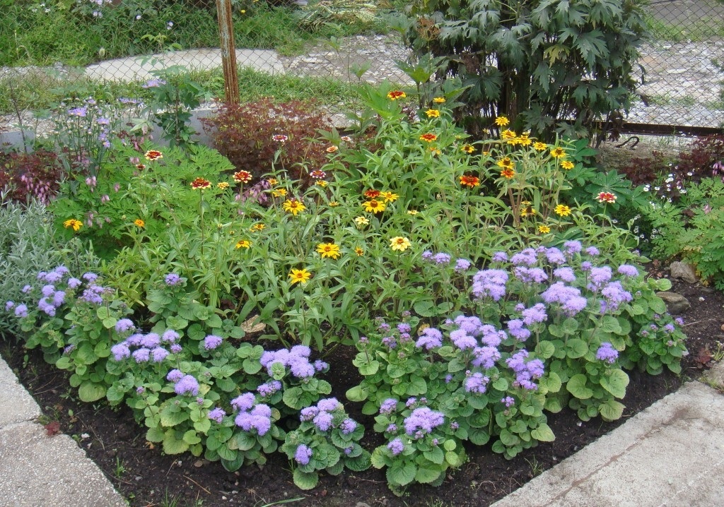 Ageratum v sestavi skupine