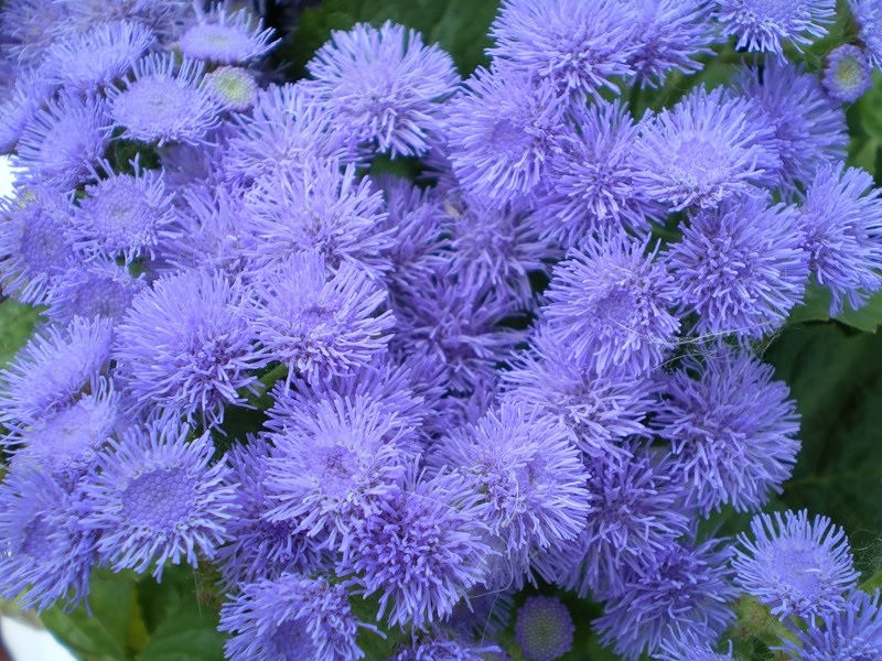 Fiori luminosi di agerato su un'aiuola