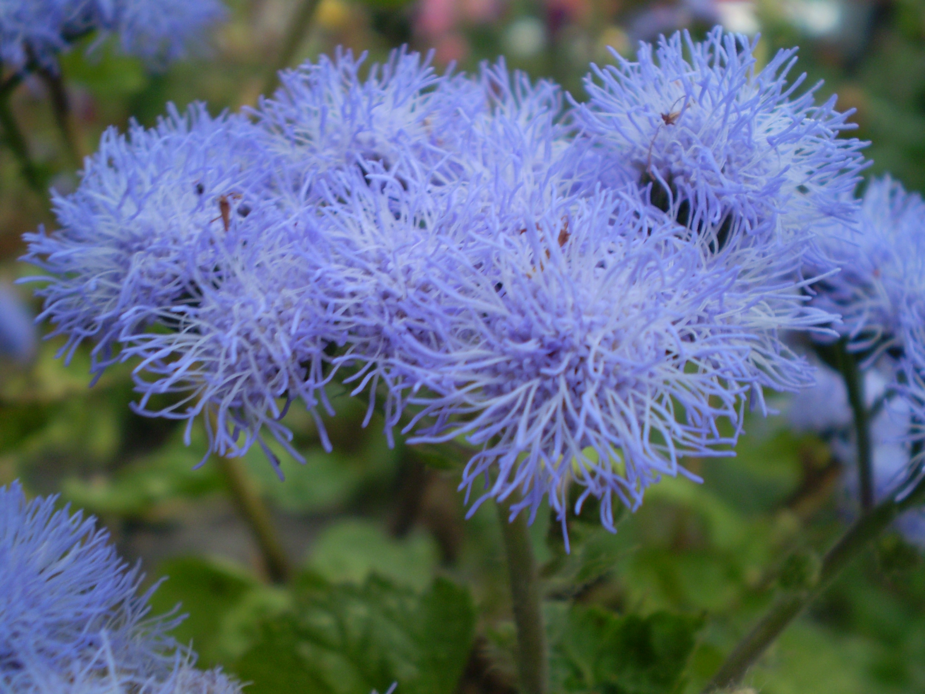 Ageratum socvetje